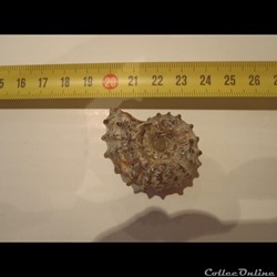 Douvilleiceras mammialtum