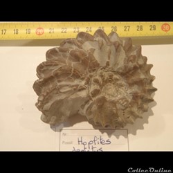 Hoplites sp.