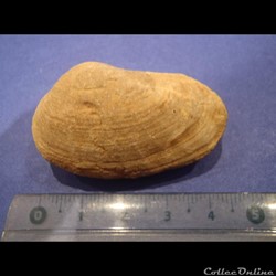 Bivalve indéterminé