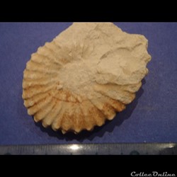 Mantelliceras mantelli