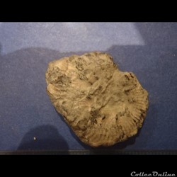 Ammonite indéterminée 20