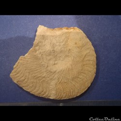 Hyphoplites falcatus