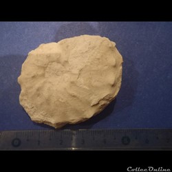 Schloenbachia varians