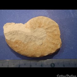 Schloenbachia varians
