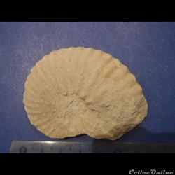 Mantelliceras mantelli