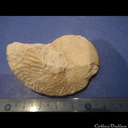 Cymatoceras