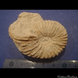 Mantelliceras mantelli