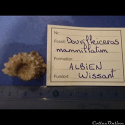 Douvilleiceras mammilatum