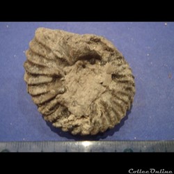 Hoplites dentatus