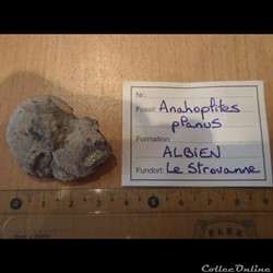 Anahoplites planus
