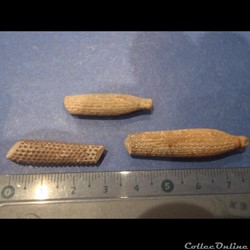 Cidaris florigemma