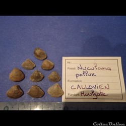 Nuculoma pollux