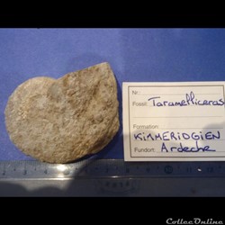 taramellicéras