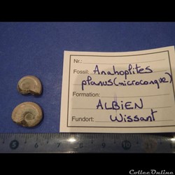 Anahoplites planus 5