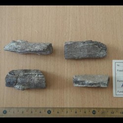 Fragments d'os indéterminés