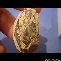 Modiolus bipartitus
