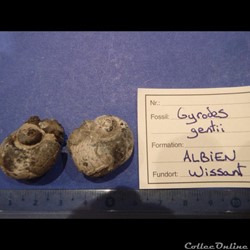 Gyrodes gentii