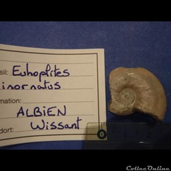 Euhoplites inornatus