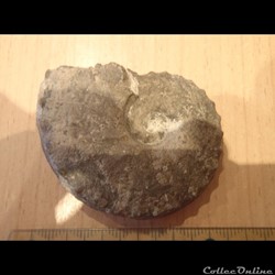 Schloenbachia varians