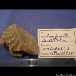 Myophorella clavellata