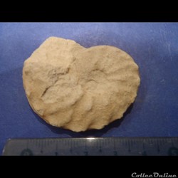 Schloenbachia varians