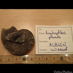 Anahoplites planus 3