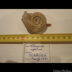 Hildoceras apertum