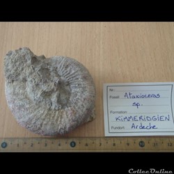 Ataxioceras sp.