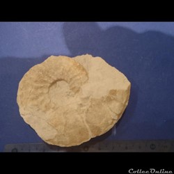 Schloenbachia varians