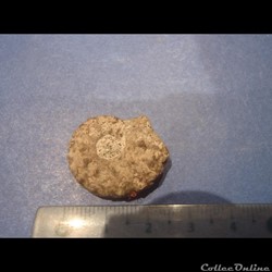 Schloenbachia varians