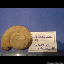Perisphinctes sp.