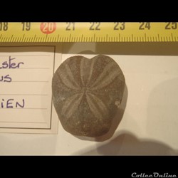 Toxaster amplus