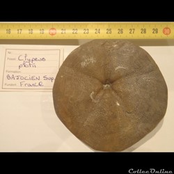 Clypeus plotii