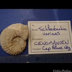 Schloenbachia varians