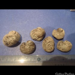 Gyrodes gentii