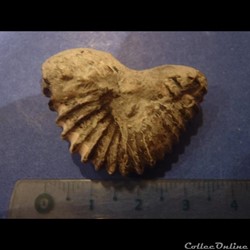 Ammonite hétéromorphe indéterminée 2