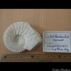Schloenbachia varians