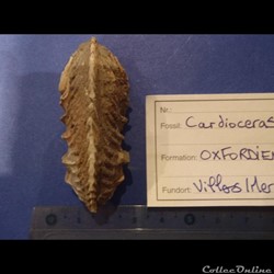 cardiocéras