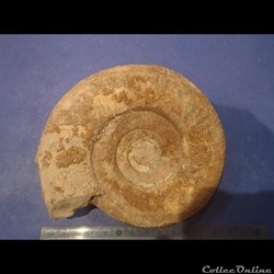 Ammonite indéterminée