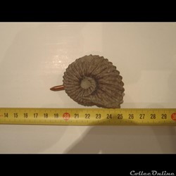 Hoplites dentatus
