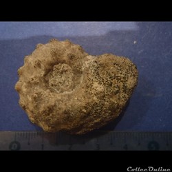 Schloenbachia varians