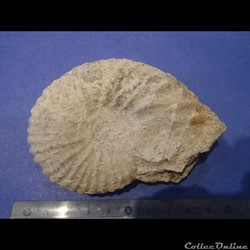 Mantelliceras mantelli