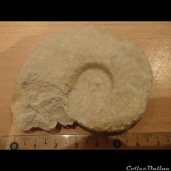 Schloenbachia varians