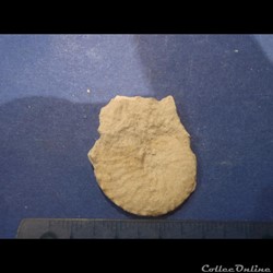 Schloenbachia varians