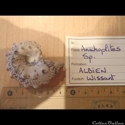 Anahoplites sp.