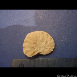 Schloenbachia varians