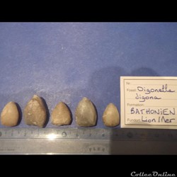 Digonella digona
