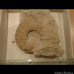 Mantelliceras mantelli