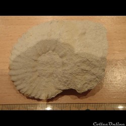Mantelliceras mantelli