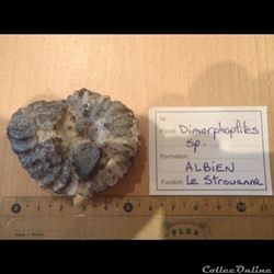 Dimorphoplites sp.